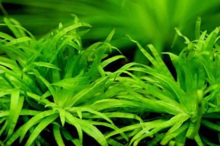 八字水旺农业：优质水草培育技巧分享
