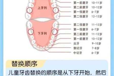 牙齿数量算命，牙齿算命图解