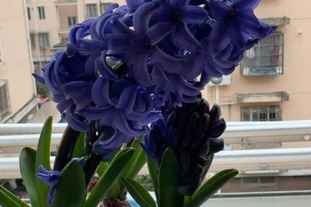 风信子免费算命 免费算命你的风信子会开吗