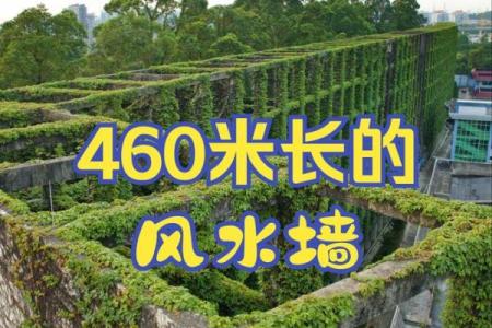 爬山虎的风水