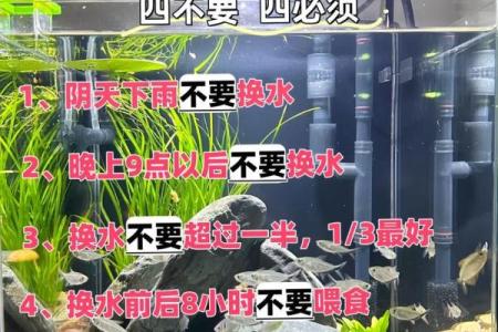 家里养鱼也有风水讲究这么一说