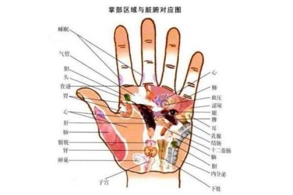 女人手纹算命图解,有福气的女人手相