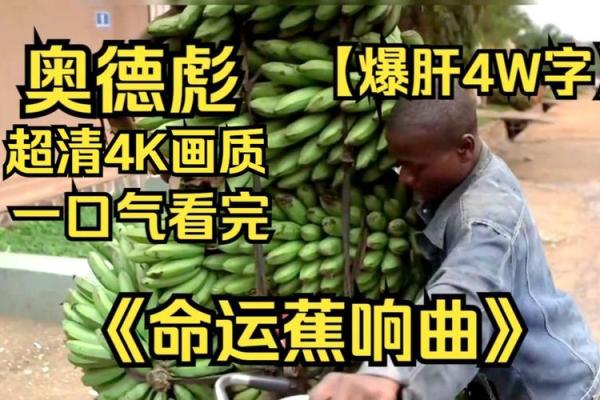 八字硬的芬姨