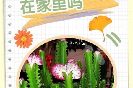 龙骨花有哪些风水作用？