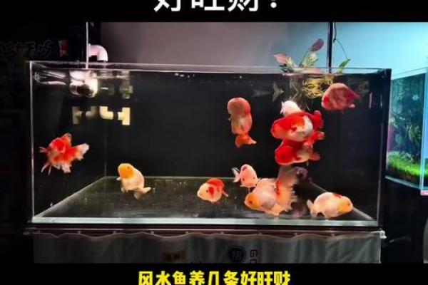 家里养风水鱼养几条比较好？有什么讲究吗？