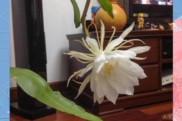 传统风水10种招鬼的花千万不能摆放在家里